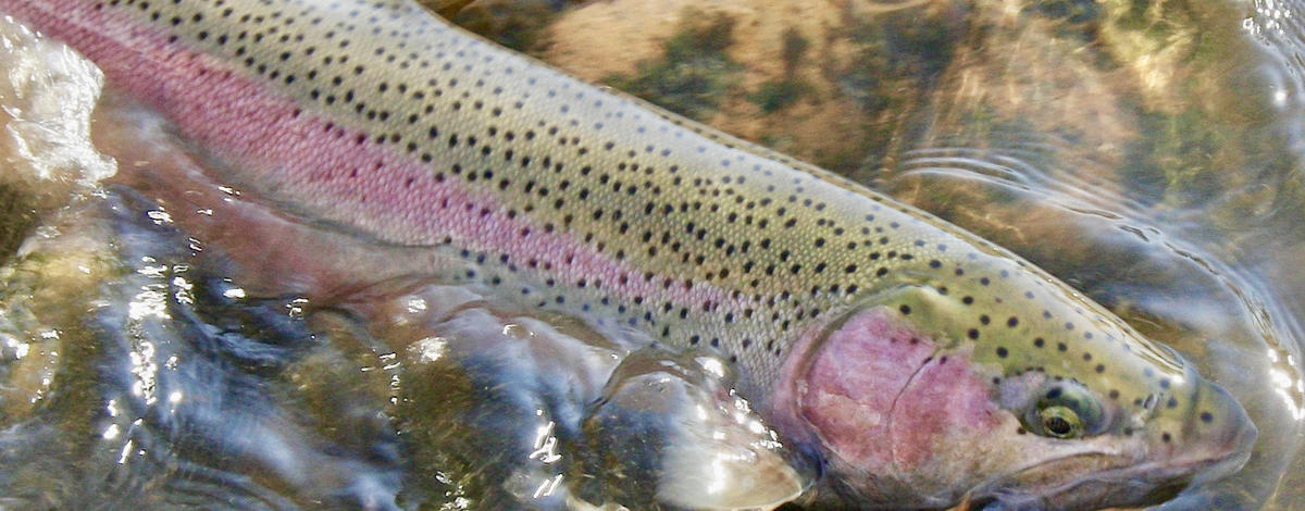 A steelhead