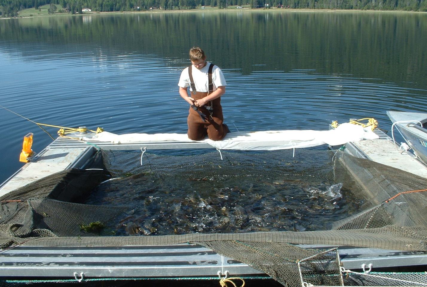 Large Fish Traps full of Northern Pikeminnow at Lake Cascade