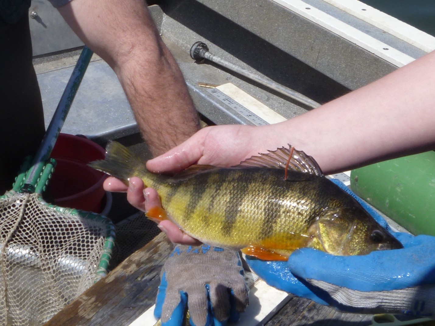 Yellow Perch tagged to estimate angler harvest