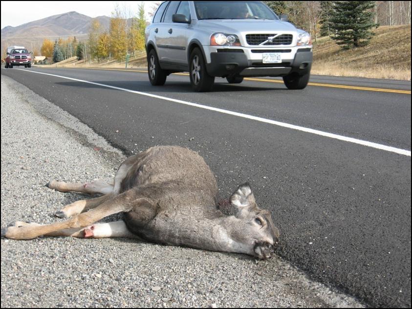 Dead deer lying on side of road after hit by vehicle in Idaho
