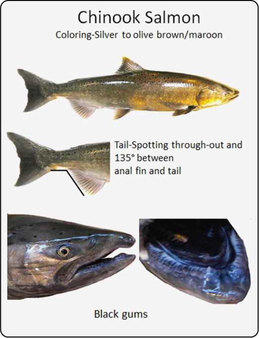 Salmon differences - Chinook