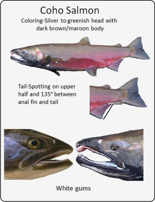 Salmon differences - Coho