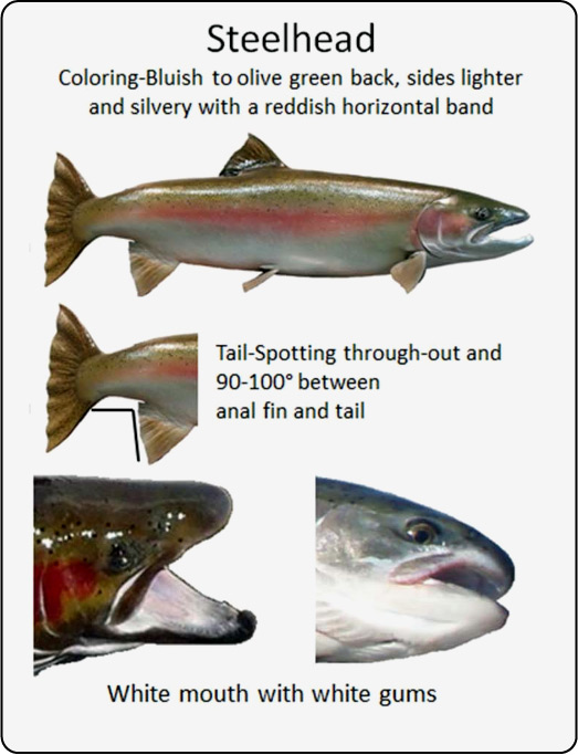 Salmon differences - Steelhead