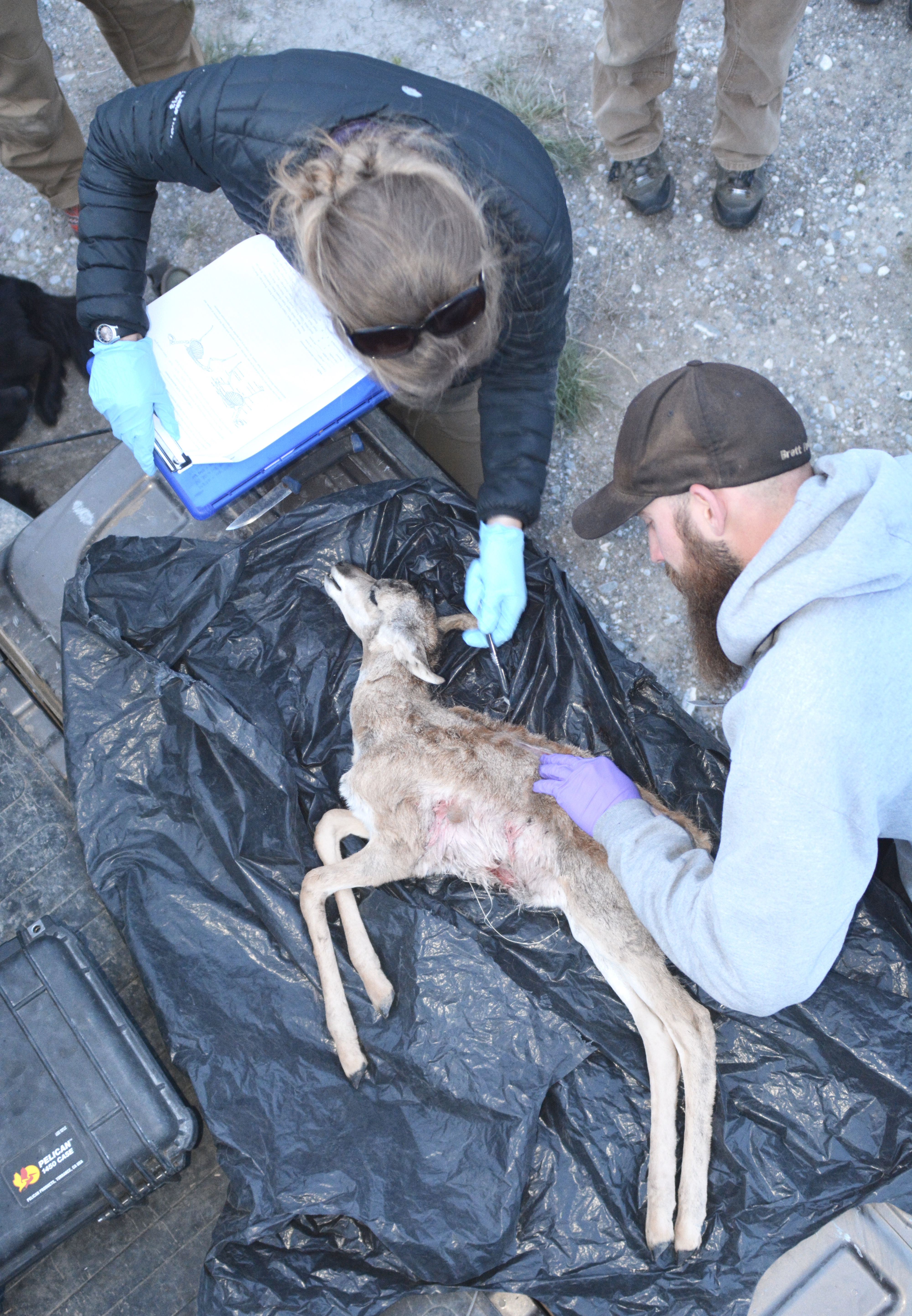 Biologists inspect and antelope fawn  to determine the cause of death its death. 