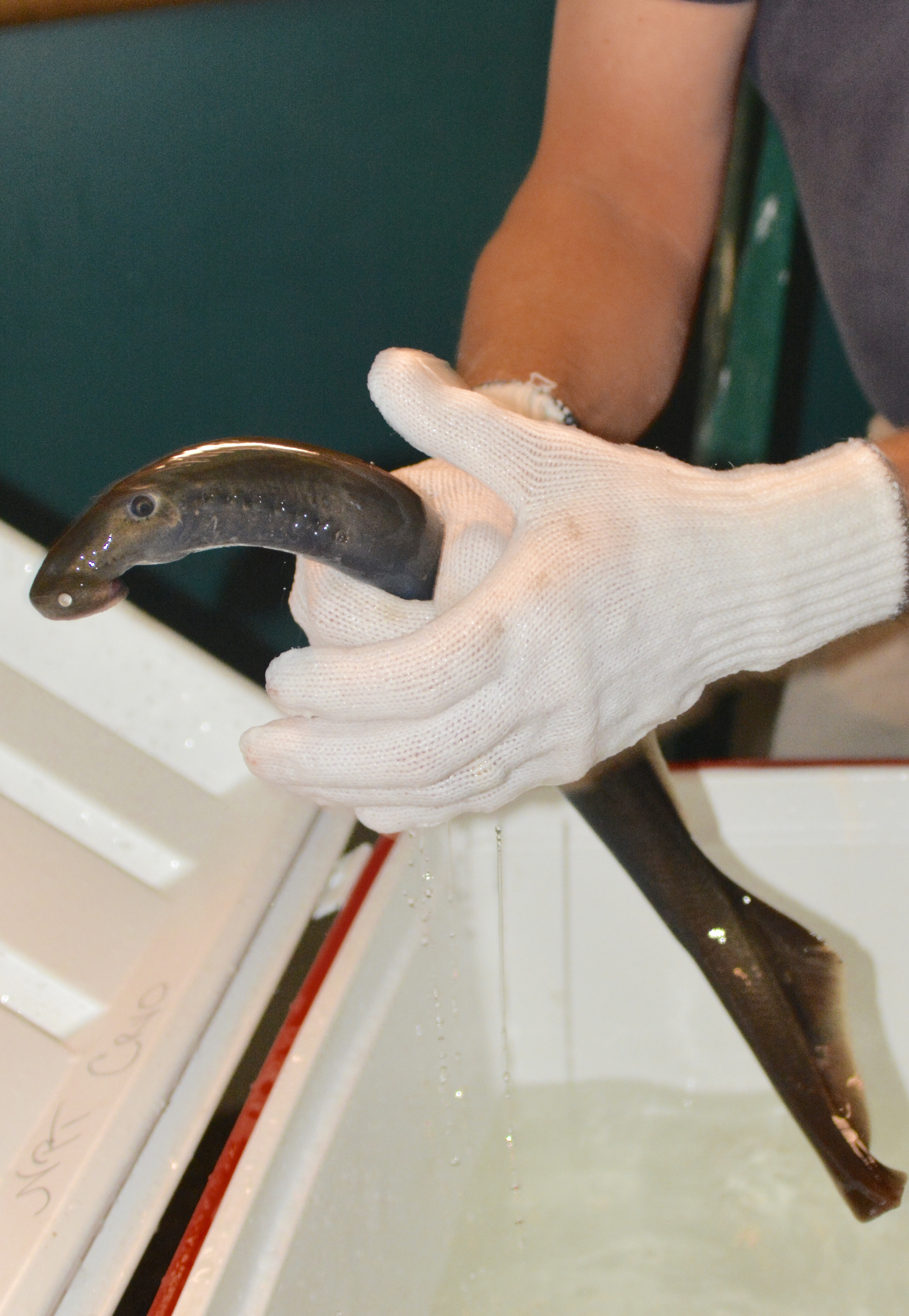 Pacific lamprey on display at the MK Nature Center in Boise. 