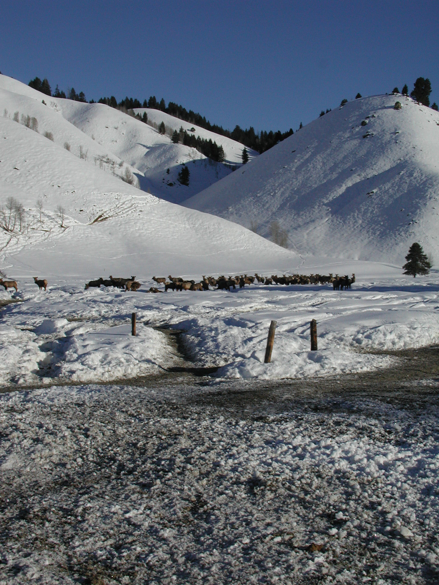 Wintering elk, Magic Valley