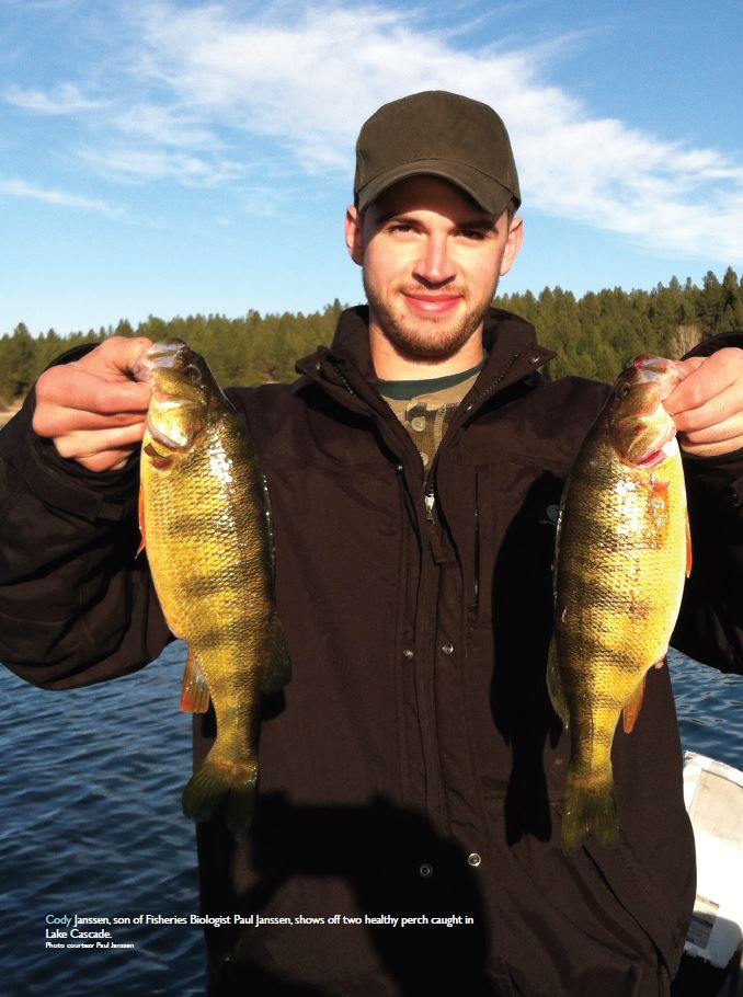 Cody Janssen shows off two healthy perch caught at Lake Cascade