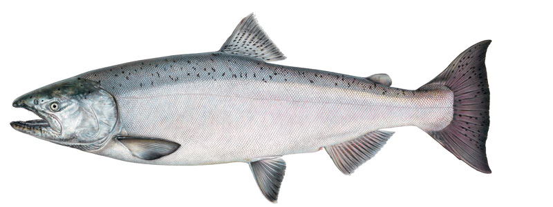 Chinook salmon female, illustration by Joseph R. Tomelleri