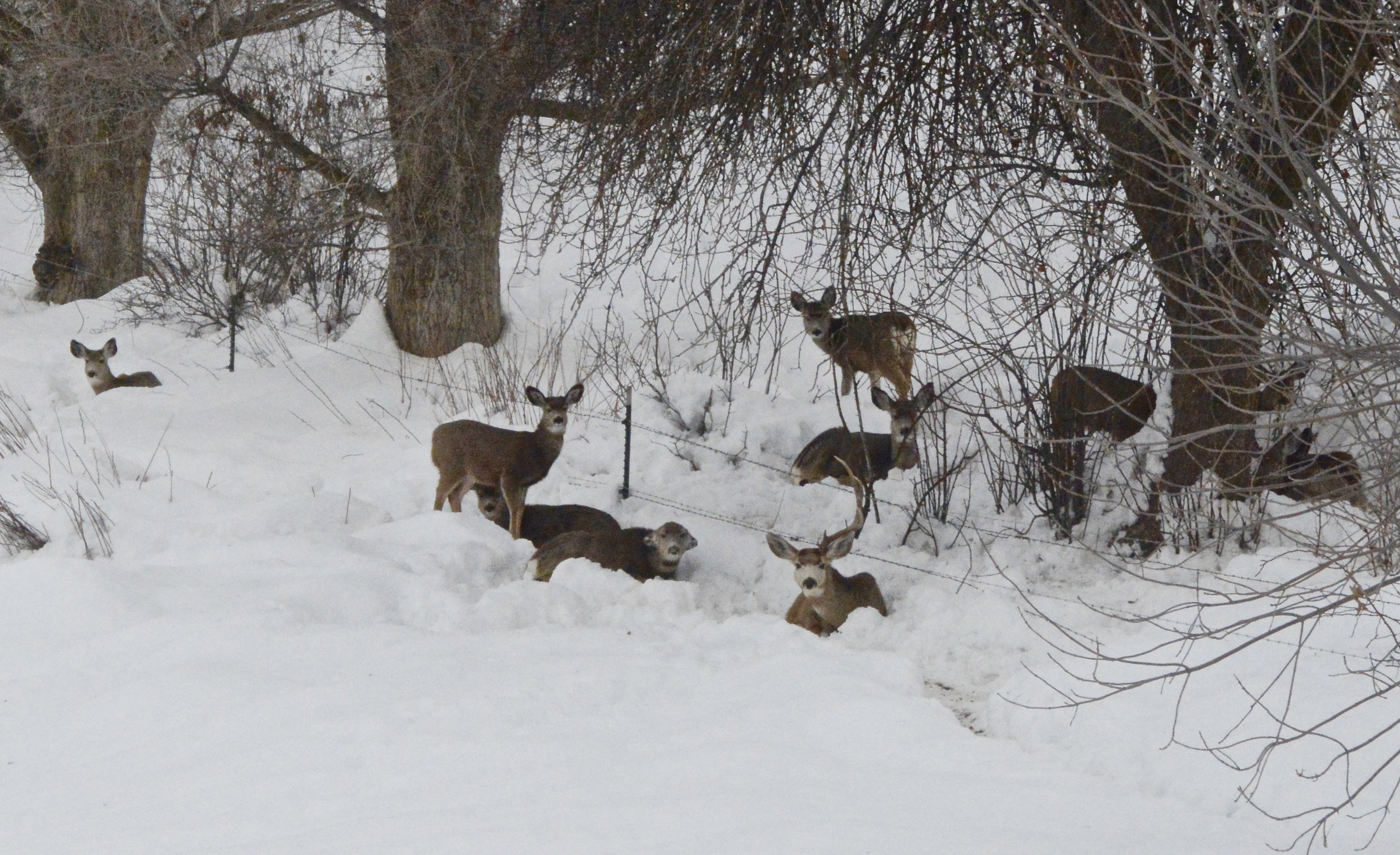 mule deer, winter, southwest region, Weiser