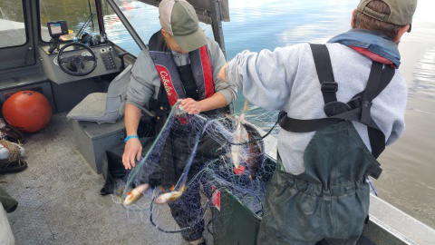 IDFG biologists pull in gill net to sample fish in Lake Cascade