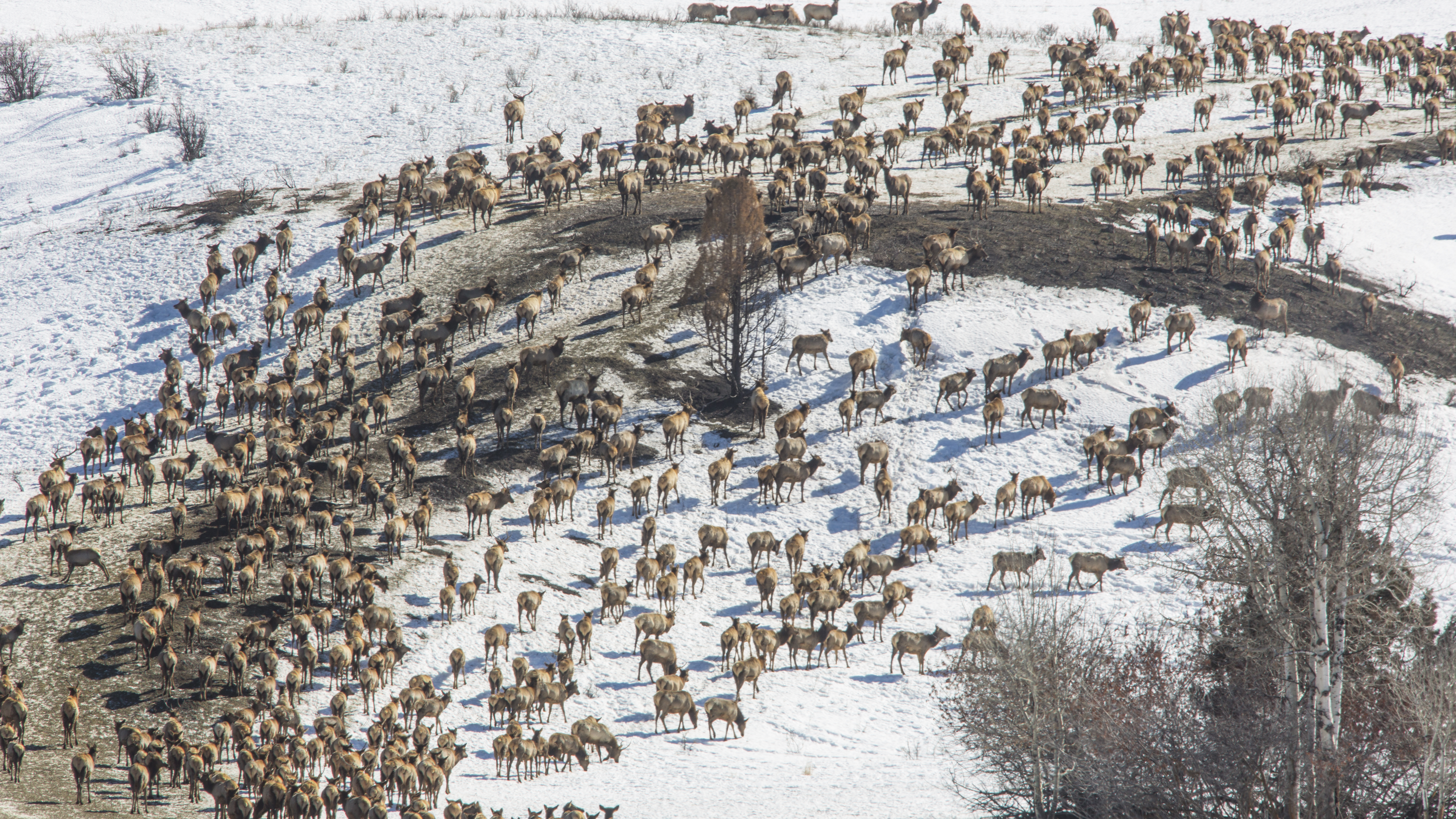 Tex Creek, winter feeding, elk