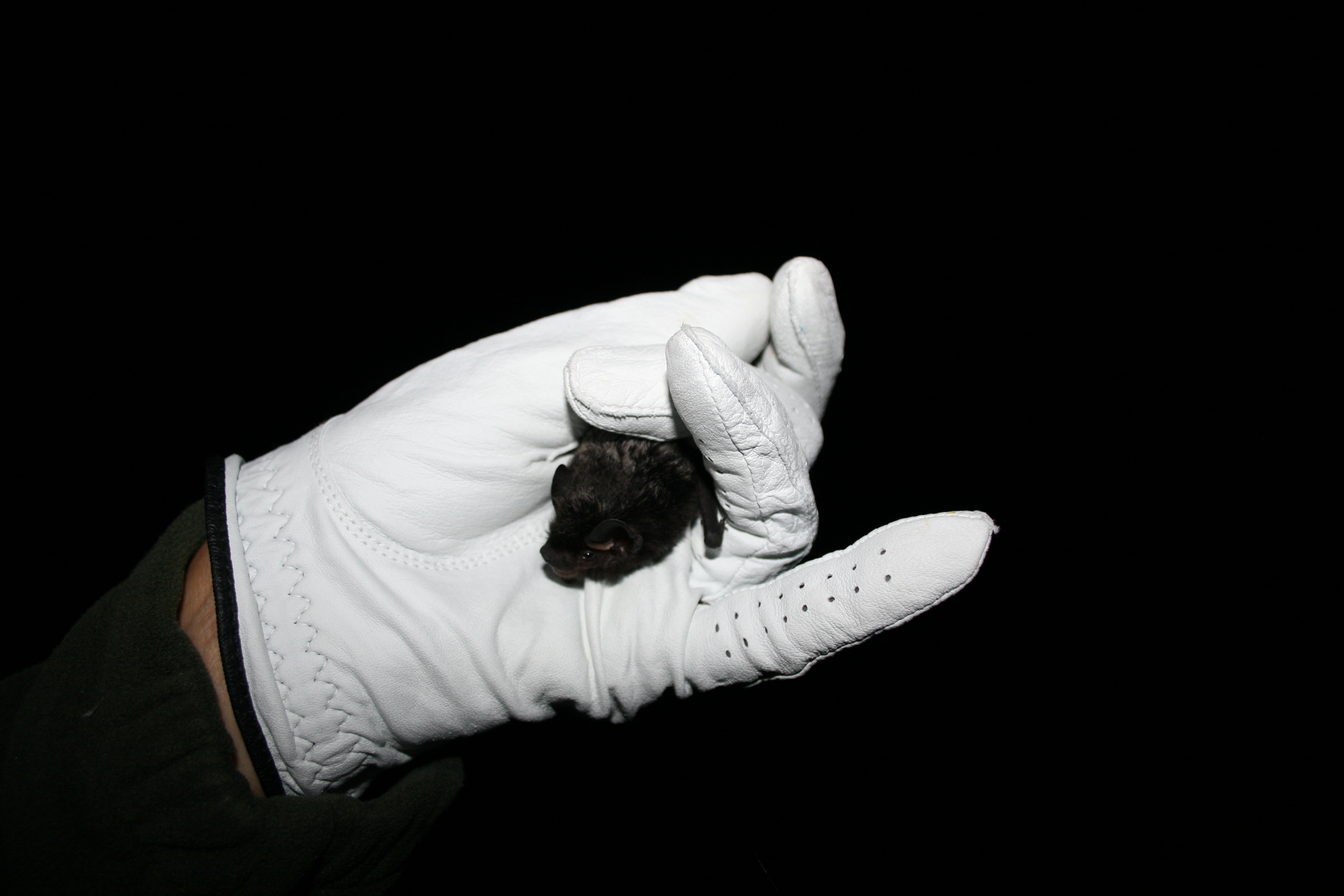 Always wear gloves when handling a bat.