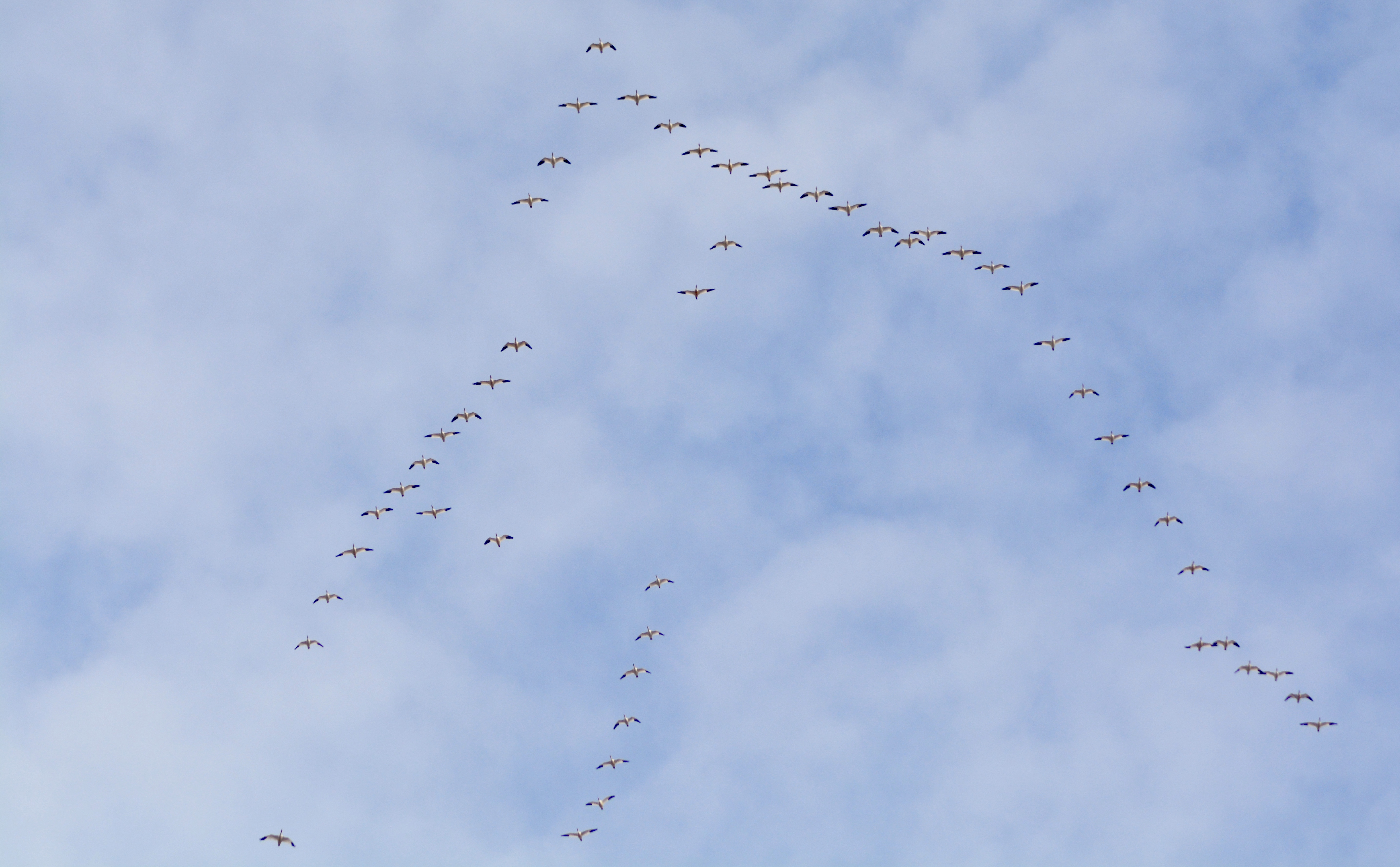 Snow geese, Fort Boise Wildlife Management Area, southwest region, waterfowl