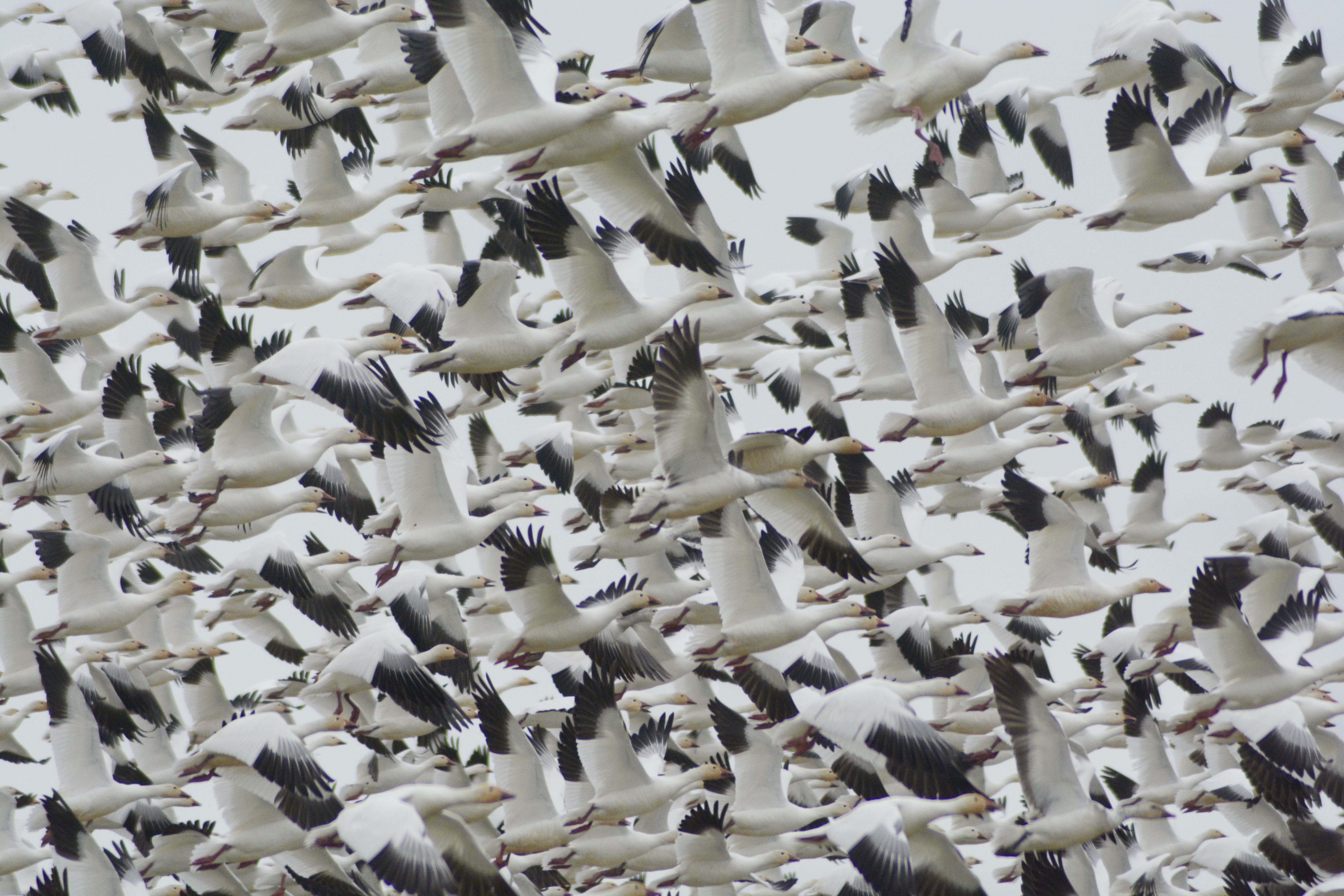 Snow geese flock, Southwest region, waterfowl, snow goose