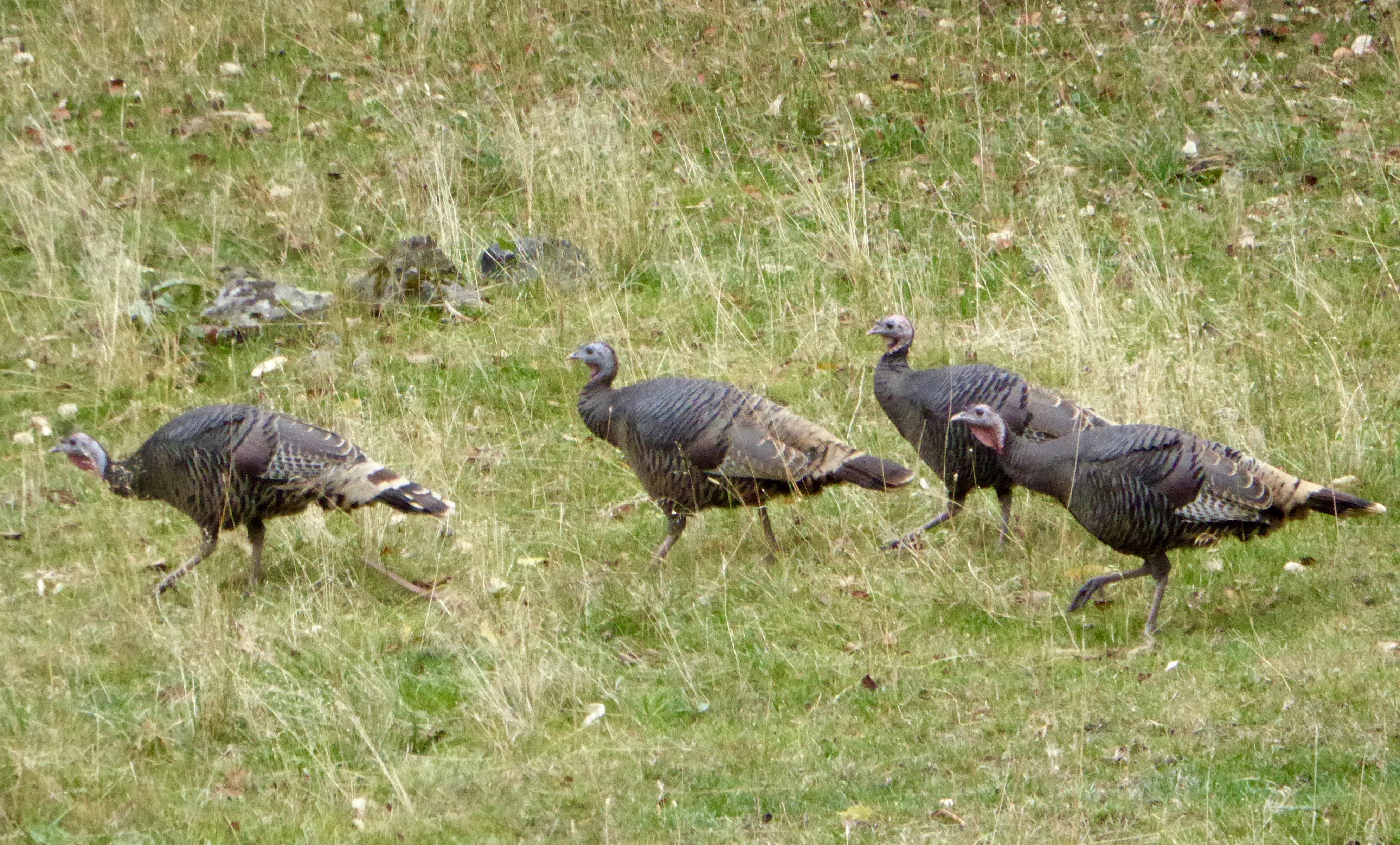 turkeys, spring, Southwest Region