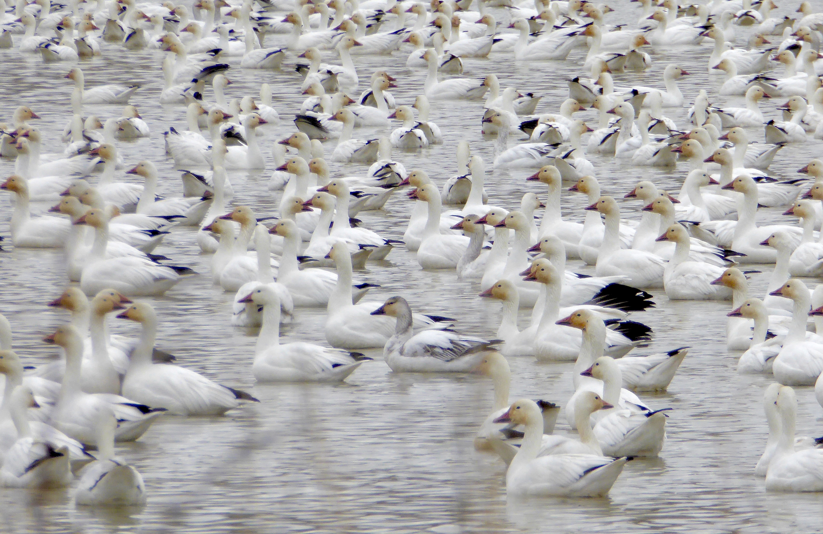 snow geese, pond, Roswell Marsh, Southwest Region