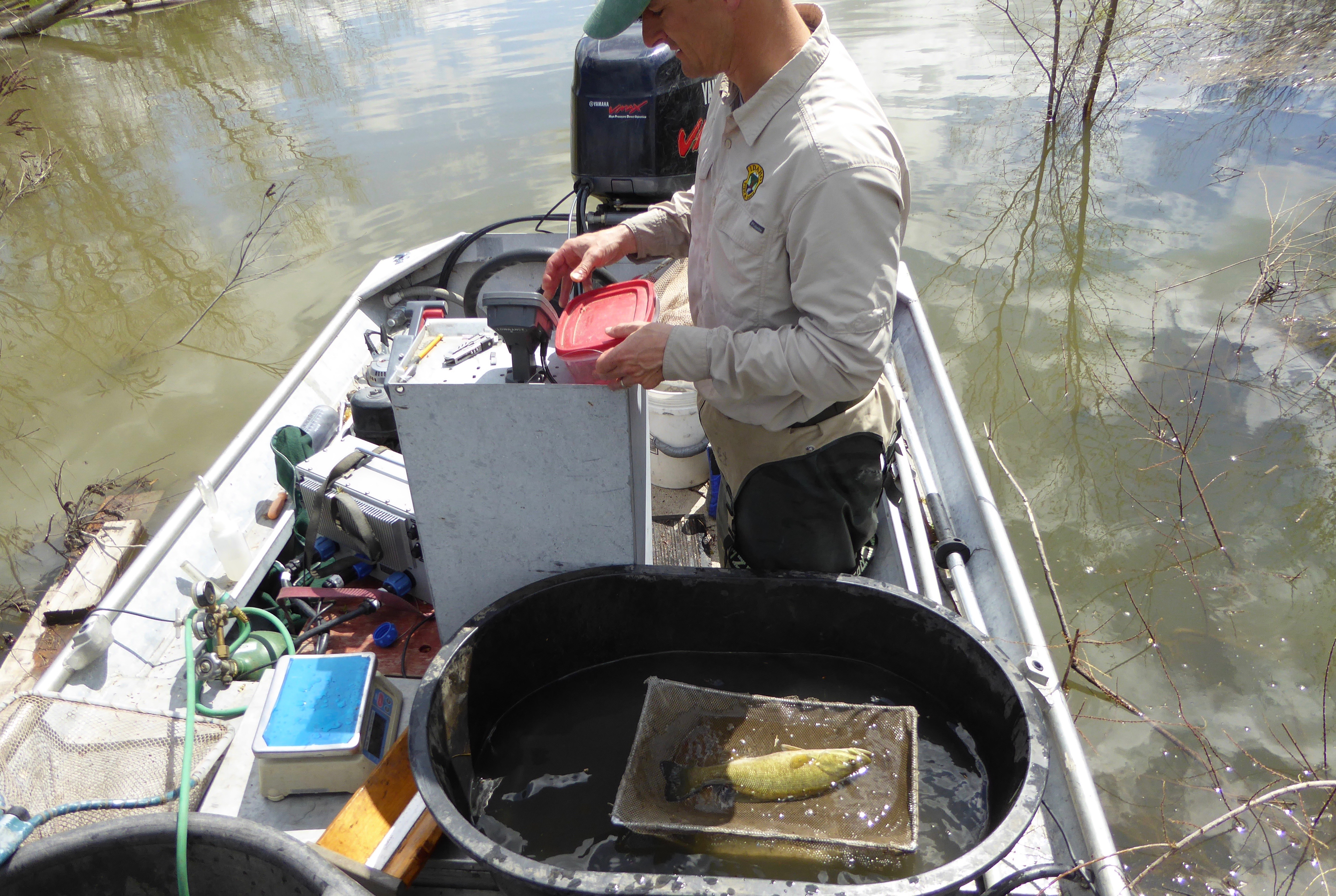 Snake River smallmouth research, Joe Kozkfay