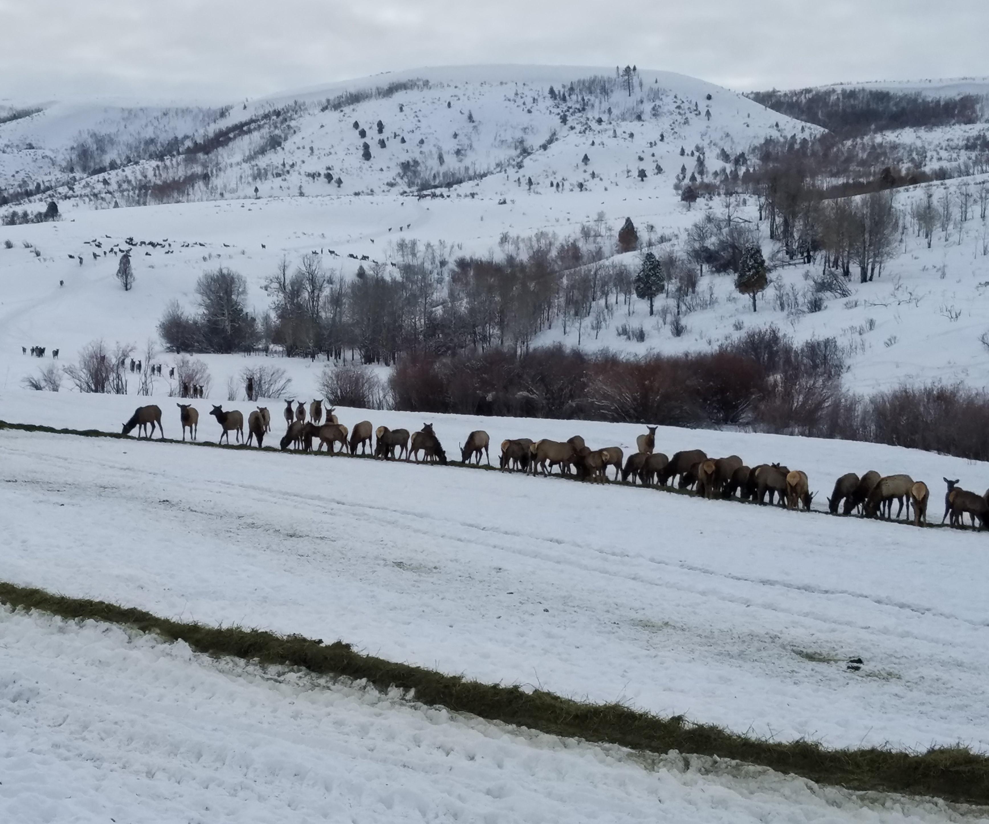 Elk herd, winter feeding