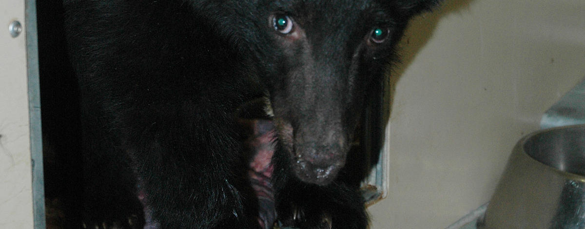Booboo a four month old  black bear cub in recovery after having all four paws burned in the Mustang Complex fires near Salmon Idaho September 14, 2012