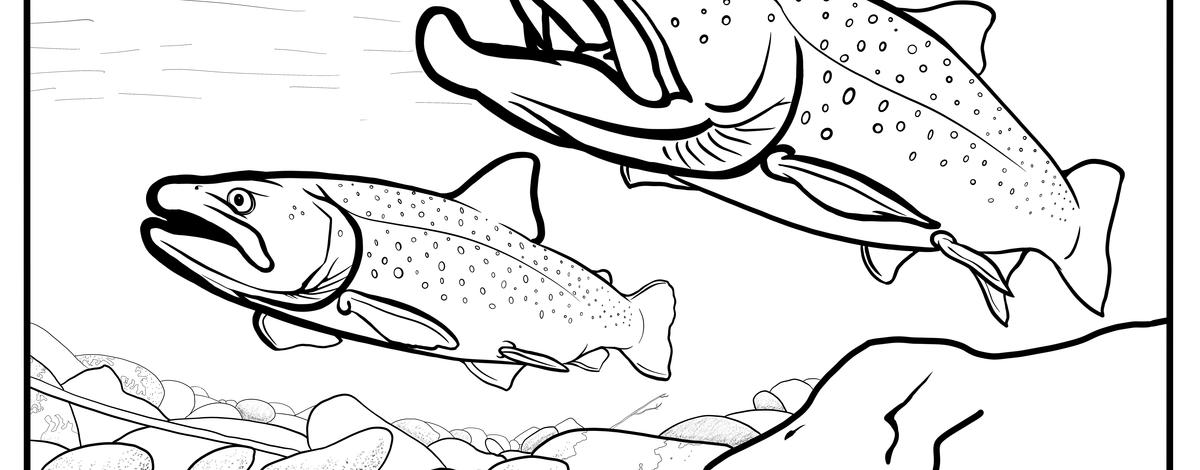 bull_trout_coloring_page