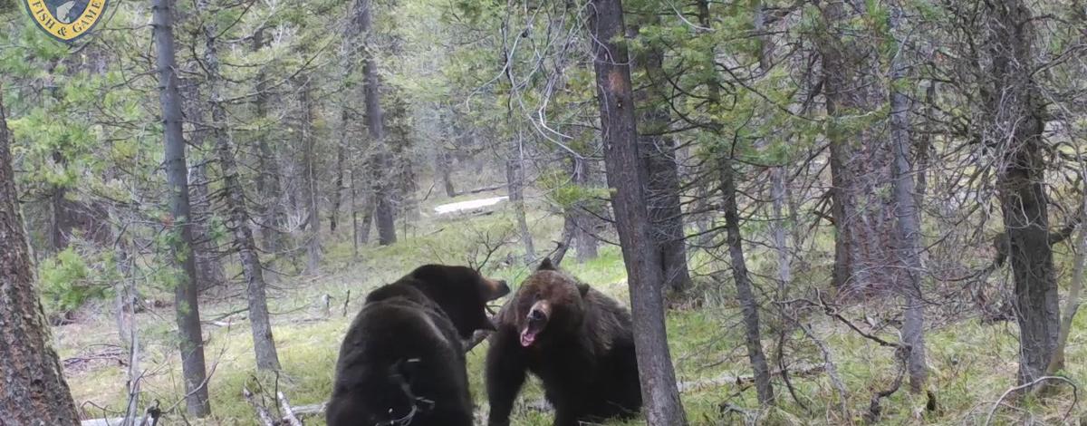 grizzly bear fighting