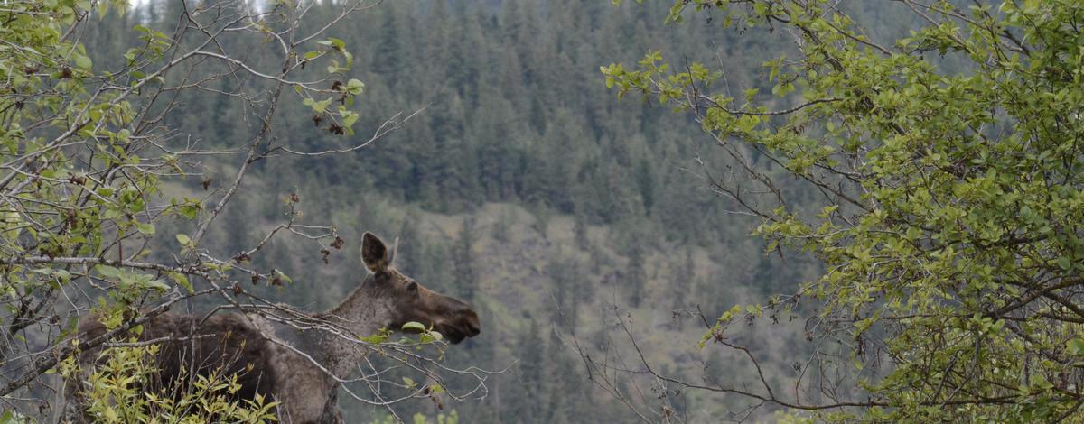 moose near Black Lake, Panhandle Region
