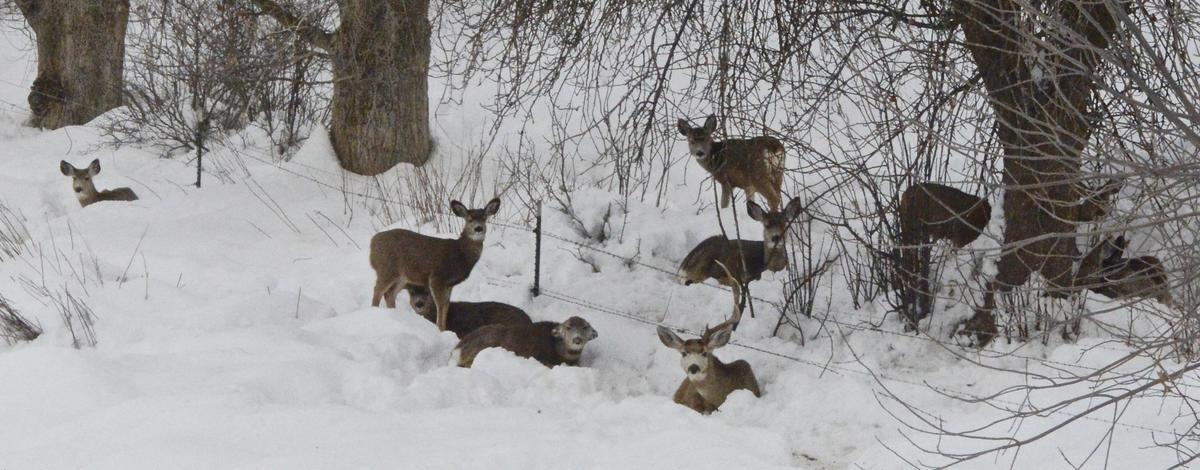 mule deer, winter, southwest region, Weiser