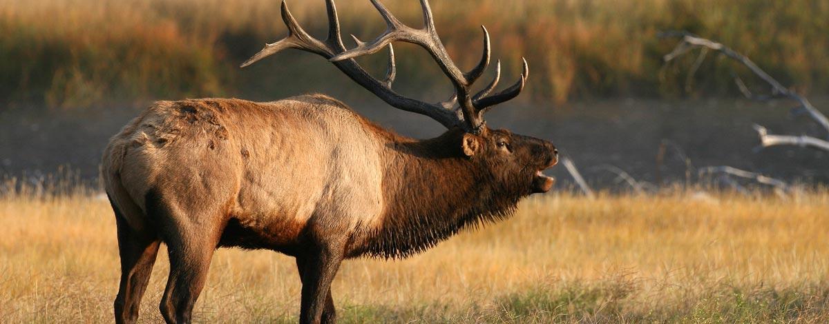 Yellowstone elk