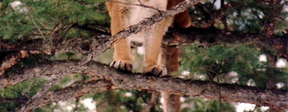 Mountain Lion in tree
