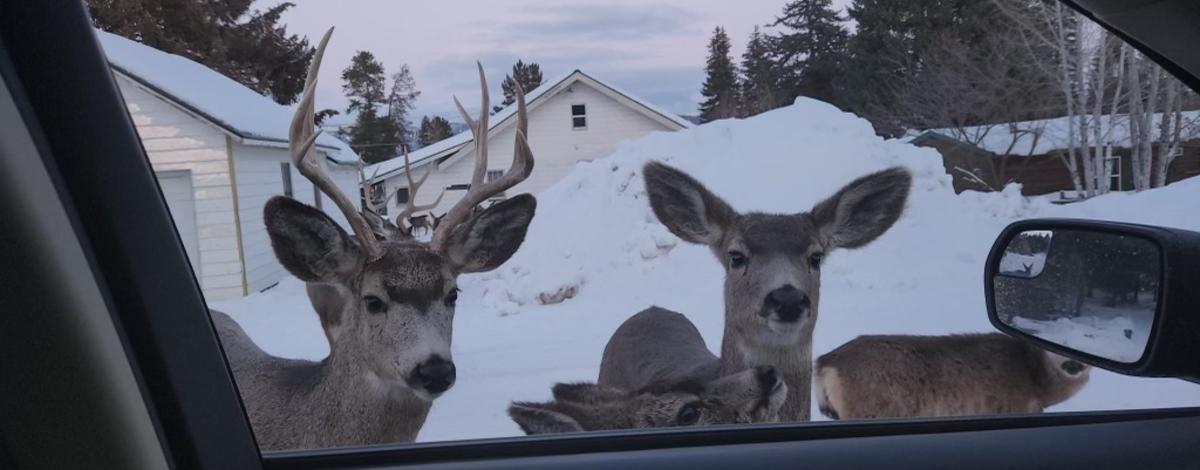 A group of deer in the City of Cascade approach the driver's side window of a vehicle during the winter of 2023.