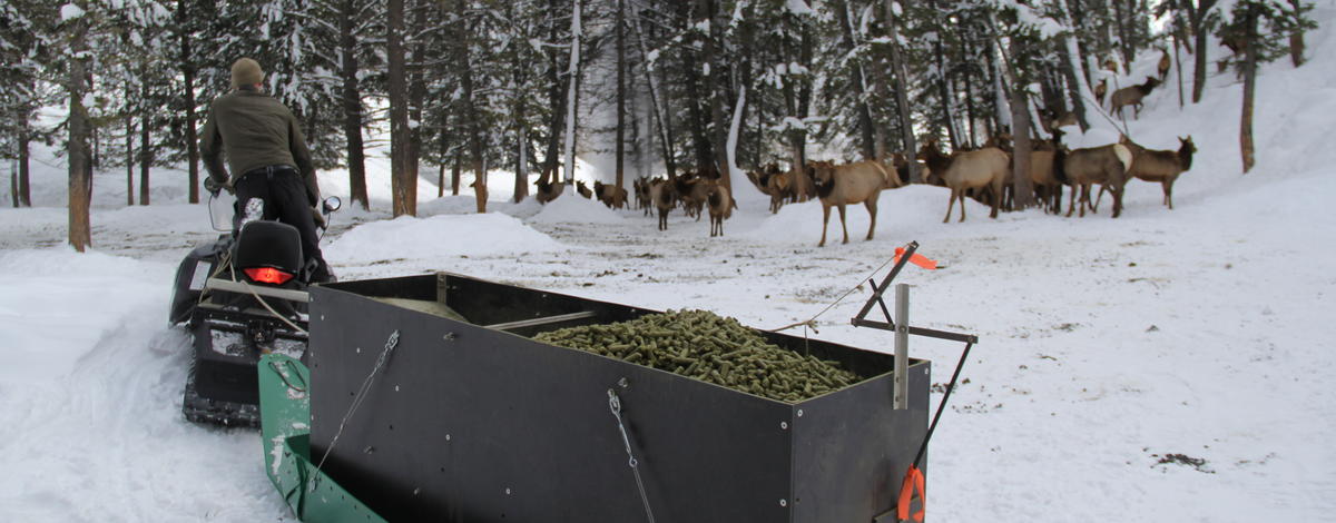 winter feeding, elk, Magic Valley Region