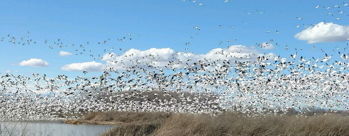 Snow geese on the Payette River WMA