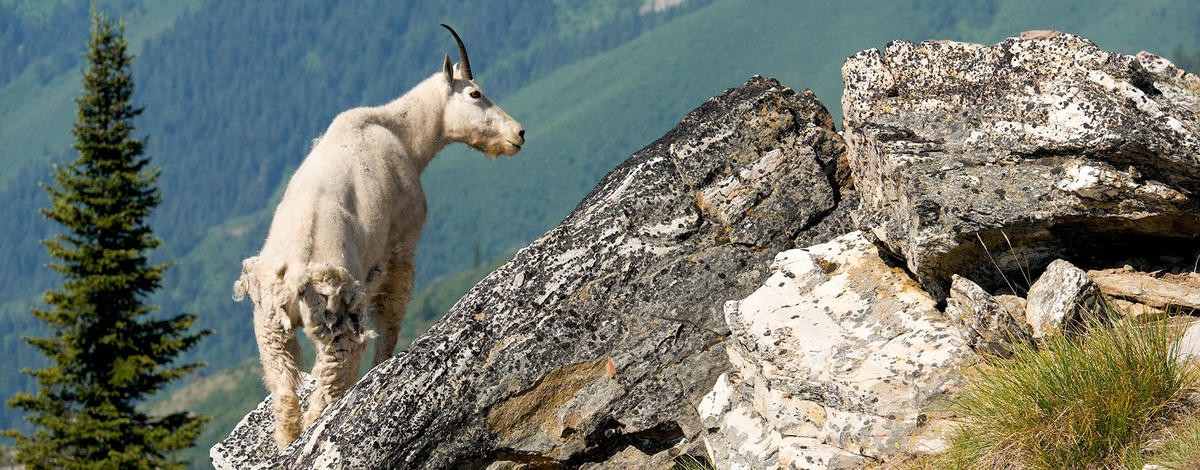 Mountain Goat on mountain ridge in Snow Peak WMA 