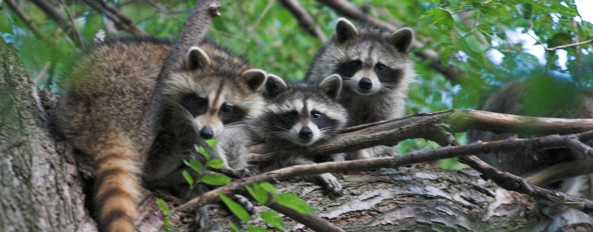 Three raccoons nestled in a tree.