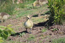 Baby Canada goose (gosling) credit to Ben Bieri/2023