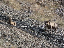 Two bighorn sheep standing on a hillside