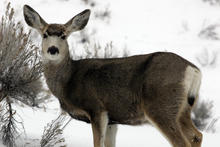 Mule deer fawn in snow