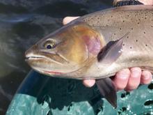 cutthroat trout, South Fork Snake, Upper Snake