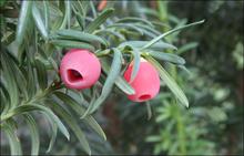 Ornamental Japanese yew are an extremely toxic plant to people and wildlife
