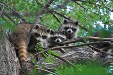 three raccoons in a tree July 2006