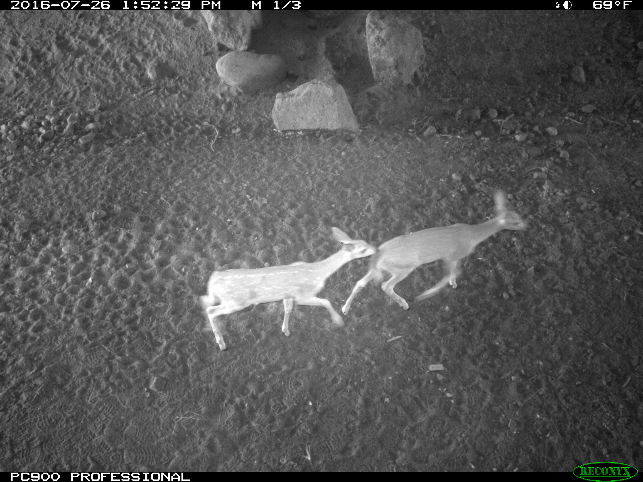 White-tailed deer fawns on a game camera/ Photo credit: IDFG