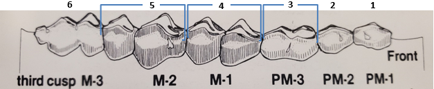 Adult elk teeth