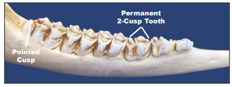 Adult deer jawbone