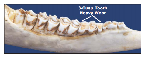 Deer Yearling Jawbone