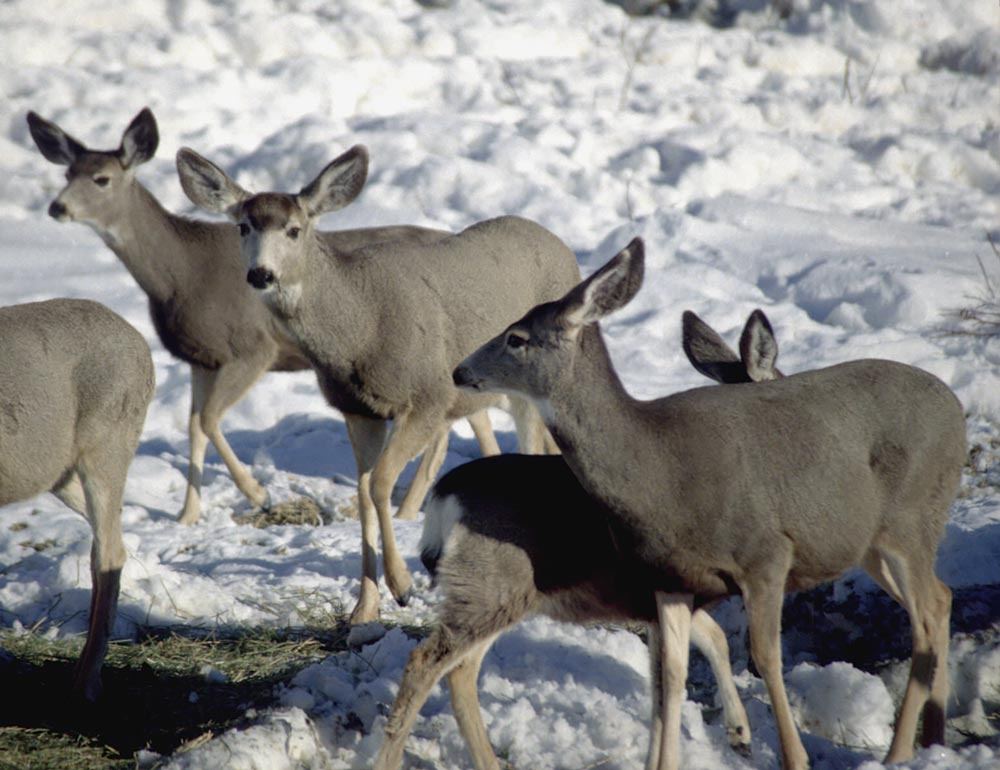 herd of mule deer eating alfalfa in snow during Winter feeding 