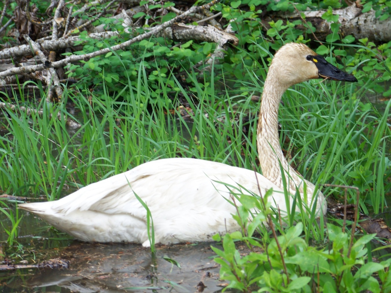 Tundra swan on Coeur d'Alene River