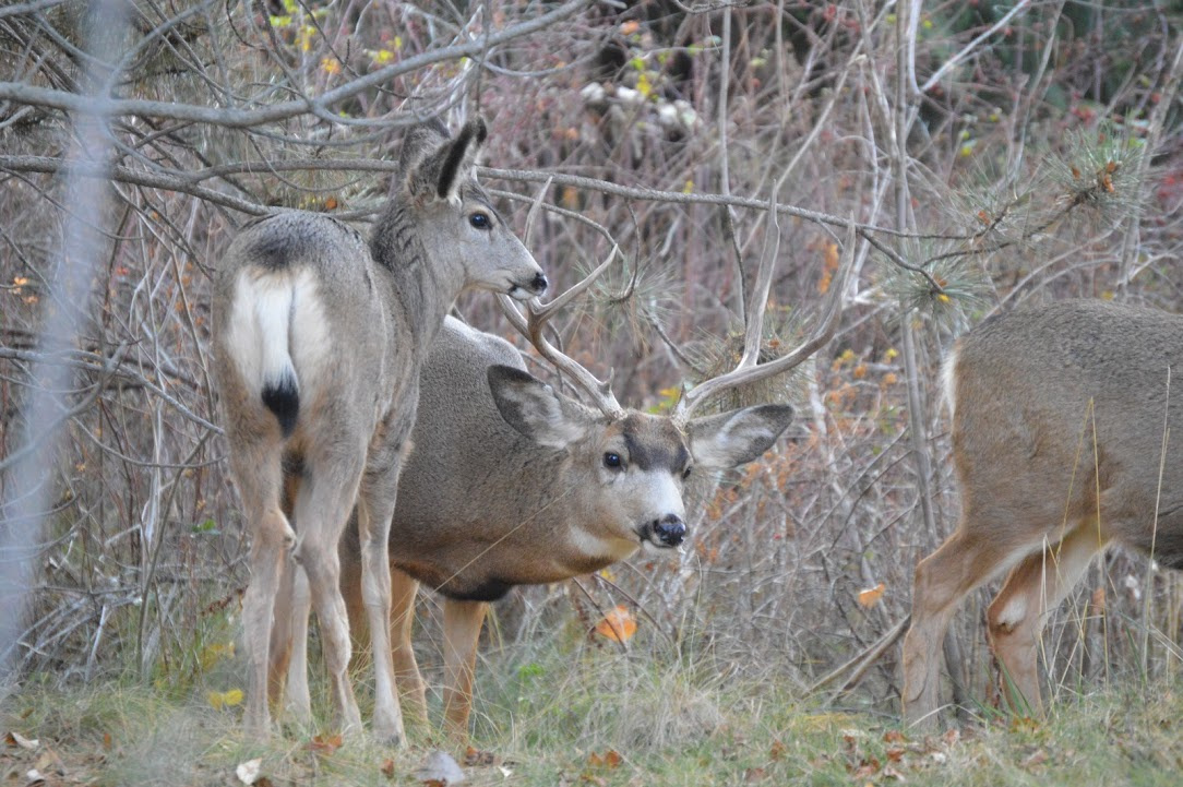 mule deer