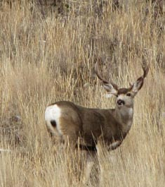 Mule deer buck