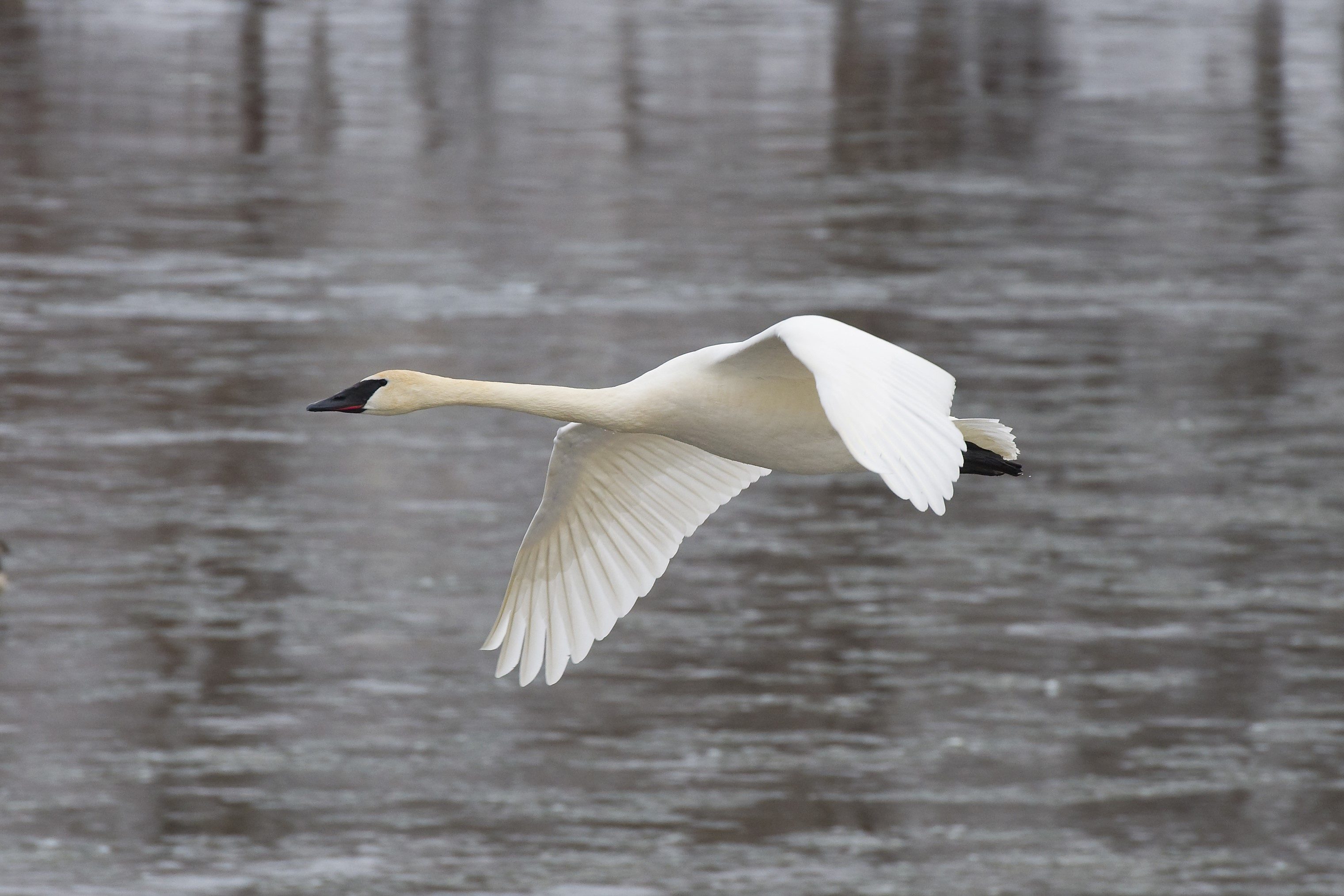 quiz-swan-course-q12-which-species