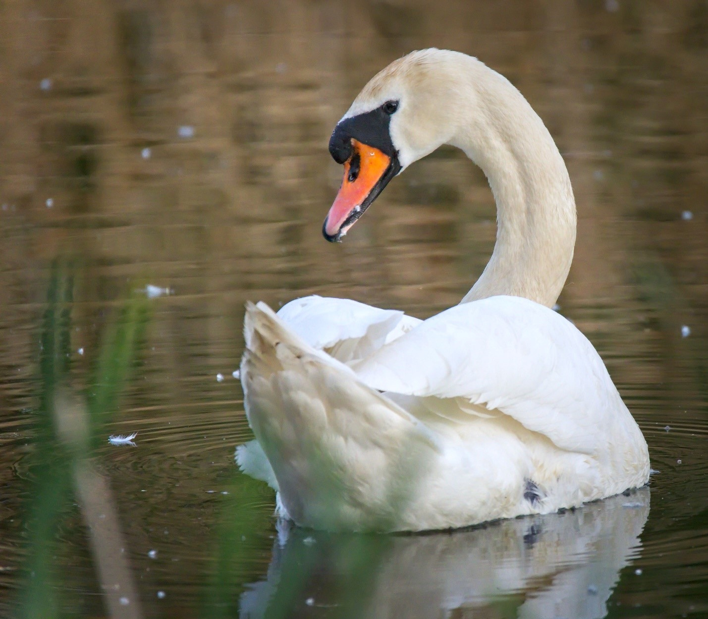 quiz-swan-course-q14-which-species